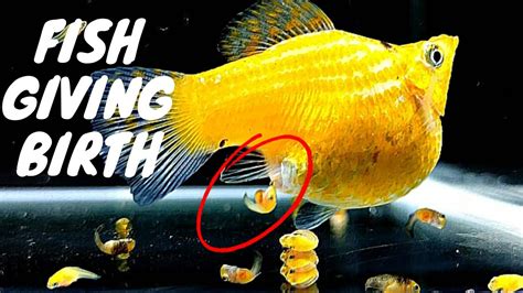 balloon belly molly pregnant|molly fish giving birth signs.